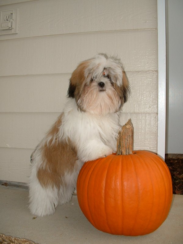 pumpkin2chloe.jpg