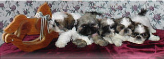 puppies002.jpg